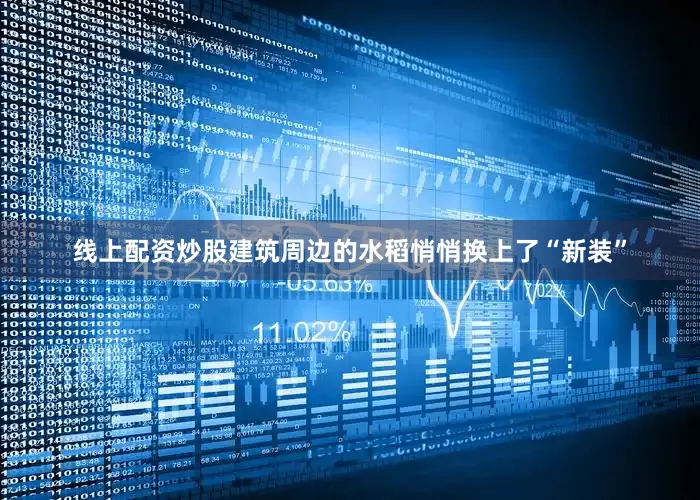 线上配资炒股建筑周边的水稻悄悄换上了“新装”